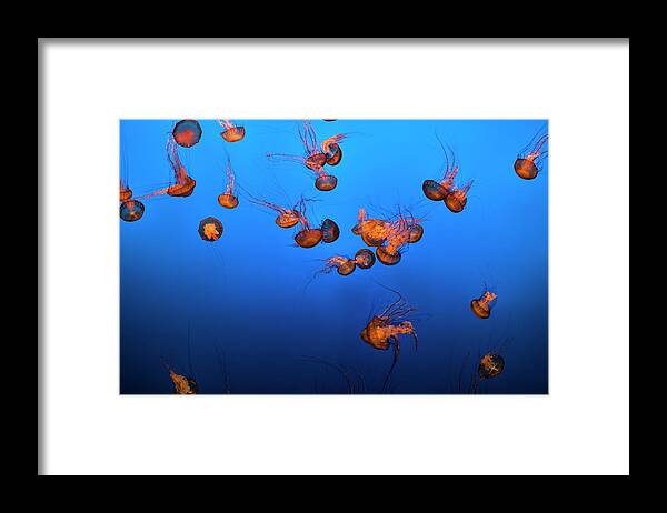 Underwater Framed Print featuring the photograph Sea Life And Jelly Fish Underwater The by Pgiam