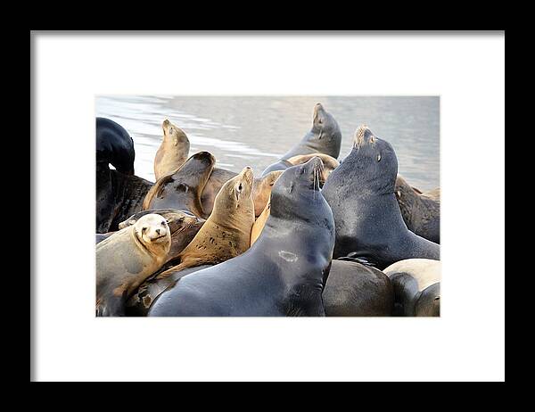 Animals Framed Print featuring the photograph Sea Lion Colony by AJ Schibig