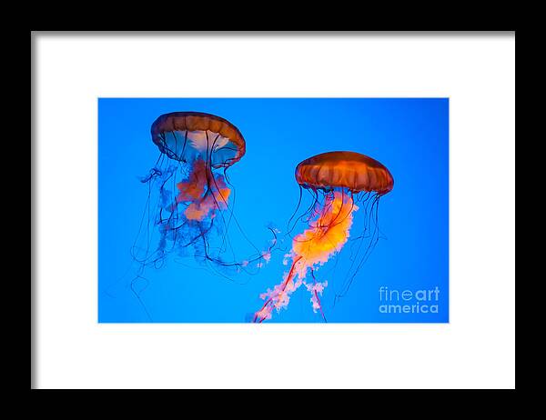 Jellyfish Framed Print featuring the photograph Sea Nettles by Anthony Sacco