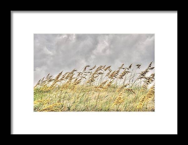 Sea Oat Framed Print featuring the photograph Bend Don't Break by Don Mennig