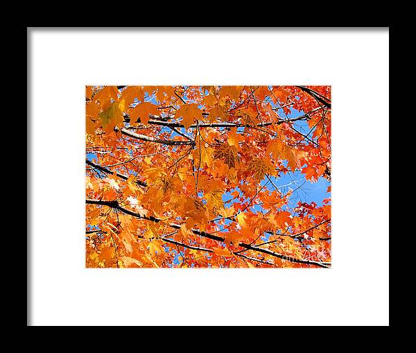 Leaves Framed Print featuring the photograph Sea of Orange and Blue by Elizabeth Dow