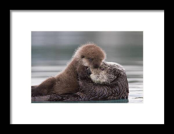 Affection Framed Print featuring the photograph Sea otter holding newborn pup by Milo Burcham