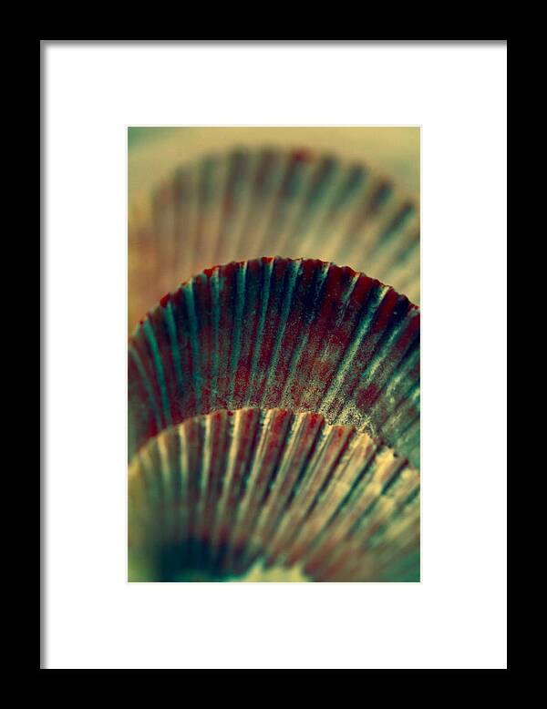 Sea Shells Framed Print featuring the photograph Sea Shell Art 2 by Bonnie Bruno