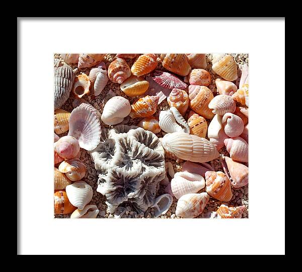 Duane Mccullough Framed Print featuring the photograph Sea Shells Upclose 5 by Duane McCullough