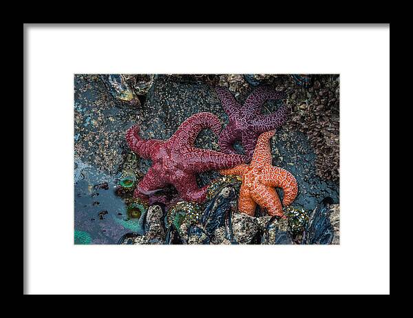 Newport Framed Print featuring the photograph Sea Stars by Mike Walker