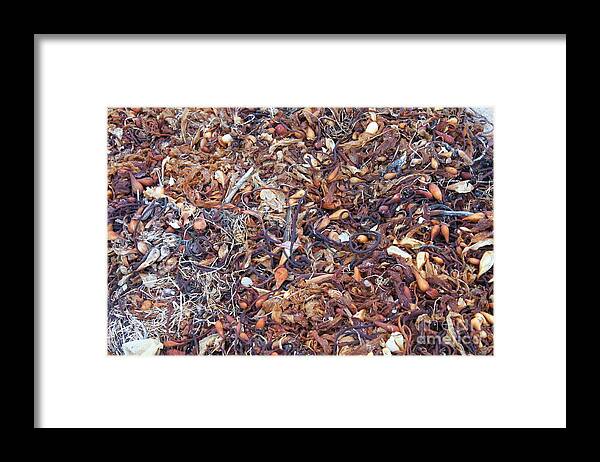 Sea Shells Framed Print featuring the photograph Sea Stuff by Bev Conover