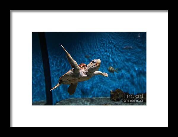Fish Framed Print featuring the photograph Sea Turtle 5D25085 by Wingsdomain Art and Photography