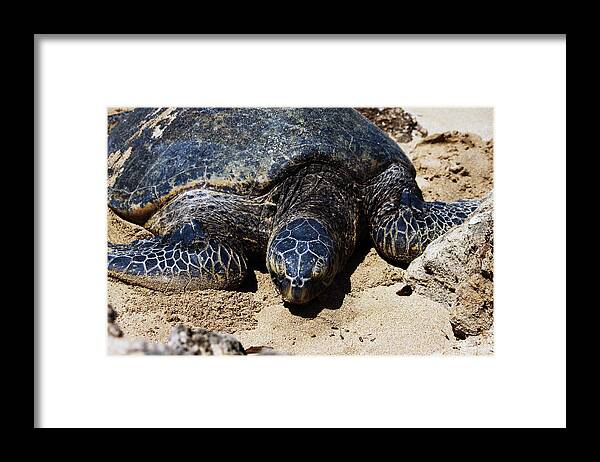 Beach Framed Print featuring the photograph Sea Turtle by Edward Hawkins II