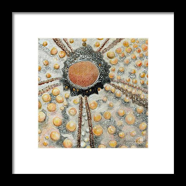 Shells Framed Print featuring the drawing Sea Urchin by Glenda Zuckerman