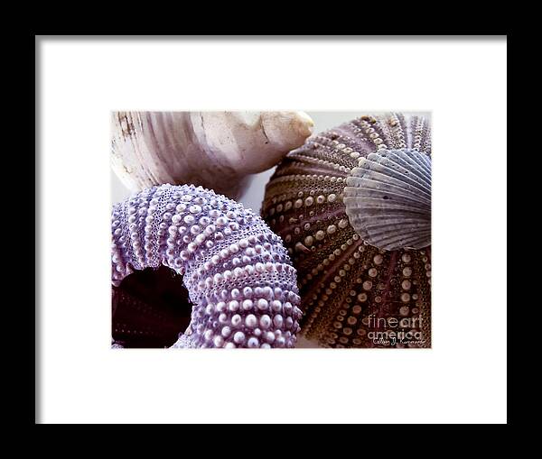 Sea Urchin Framed Print featuring the photograph Sea Urchins by Colleen Kammerer