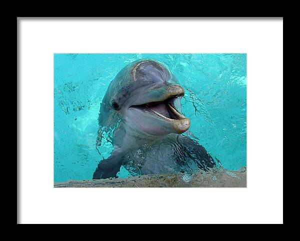 Sea World Framed Print featuring the photograph Sea World Dolphin by David Nicholls