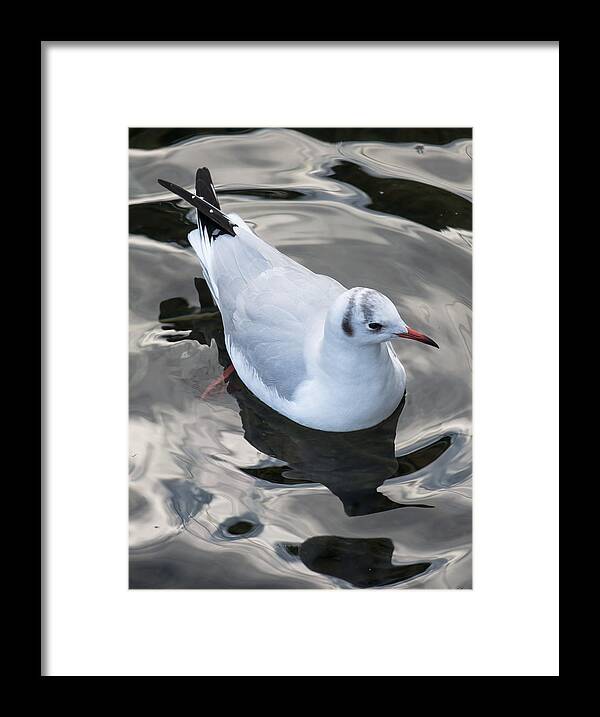 Seagull Framed Print featuring the photograph Seagull And Water Reflections by Andreas Berthold