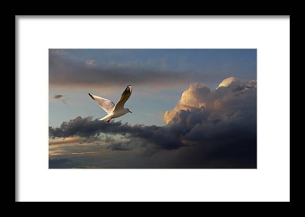 Animal Themes Framed Print featuring the photograph Seagull At Sunset by Dragan Todorovic