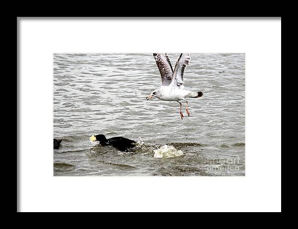 Seagulls Framed Print featuring the photograph Seagull Chasing Coot For Food by Kathy White