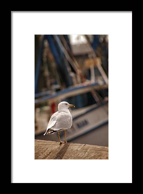 Darien Framed Print featuring the photograph Seagull Diner by Greg and Chrystal Mimbs