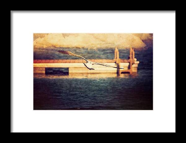 Seagull Framed Print featuring the photograph Seagull Flying by Maria Angelica Maira