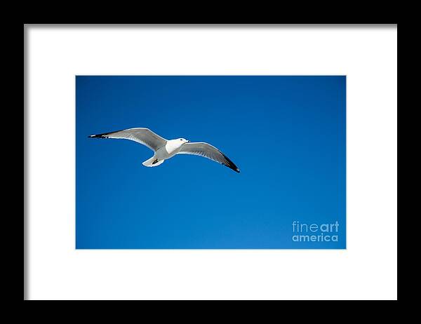 Seagull Framed Print featuring the photograph Seagull in Blue Skies by Mina Isaac
