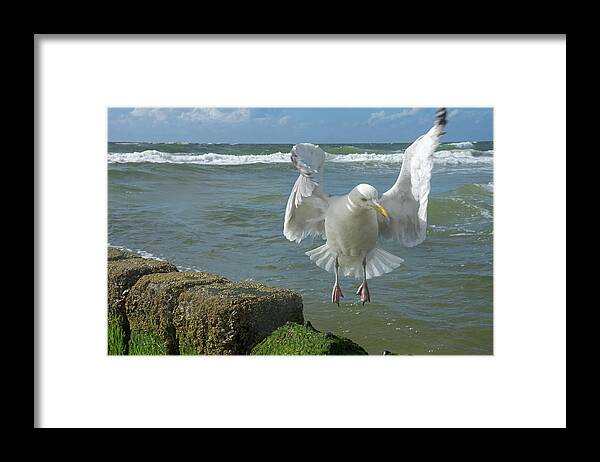 One Animal Framed Print featuring the photograph Seagull In Flight by Siegfried Layda