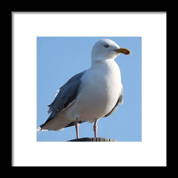 Seagull Framed Print featuring the photograph Seagull #longisland #seagull #winter by Lisa Thomas