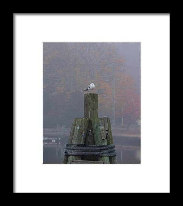 Seagull Framed Print featuring the photograph Seagull on his Throne by Kirkodd Photography Of New England