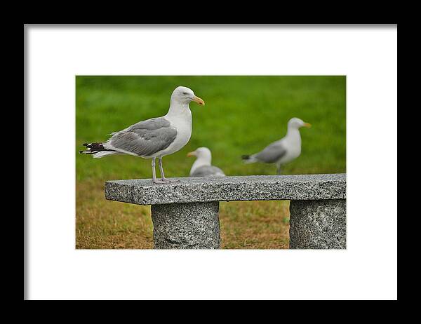 Maine Framed Print featuring the photograph Seagull on Stone Bench by Mitchell R Grosky