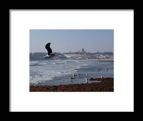 Seagull Framed Print featuring the photograph Seagull by Robert Nickologianis