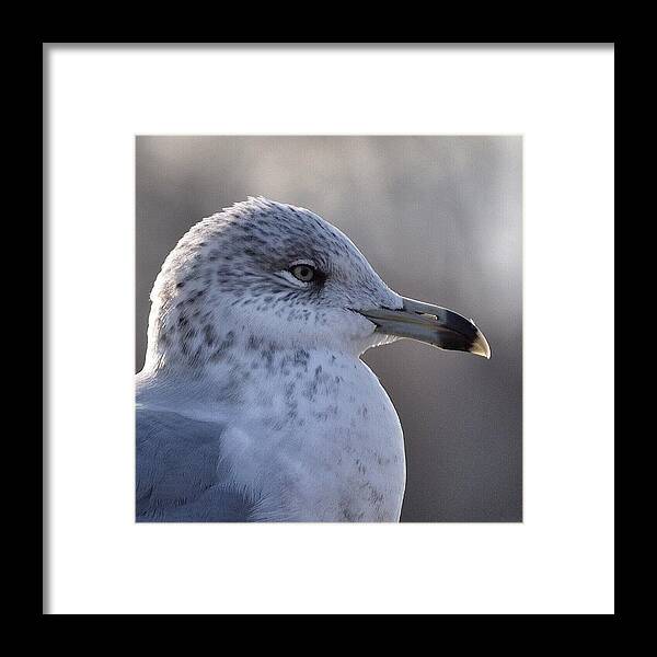 Seagulls Framed Print featuring the photograph #seagull #seagulls #gull #gulls #bird by Tiffany Anthony