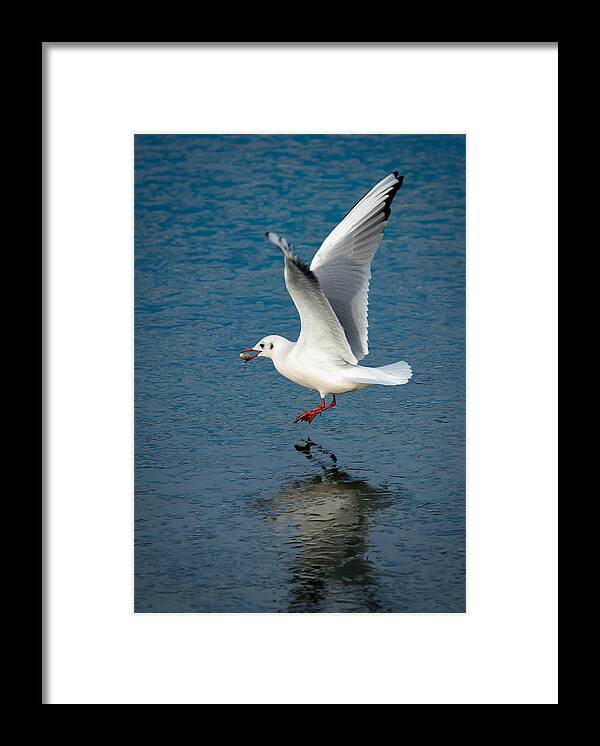 Seagull Framed Print featuring the photograph Seagull With Stone Above Frozen Lake by Andreas Berthold