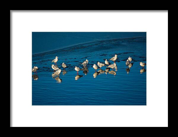 Animal Framed Print featuring the photograph Seagulls On Frozen Lake by Andreas Berthold