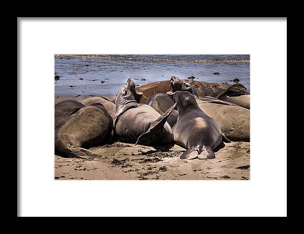 Art Framed Print featuring the photograph Seal Team 3 By Denise Dube by Denise Dube