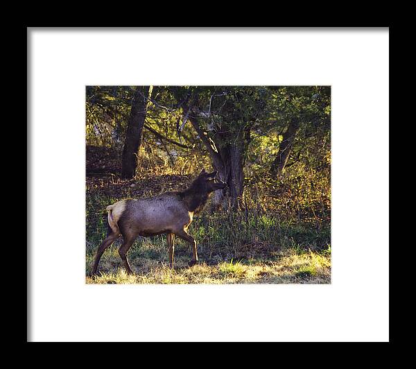 Cow Elk Framed Print featuring the photograph Searching for her Calf by Michael Dougherty