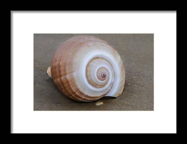 Seashell Framed Print featuring the photograph Seashell by Bill Cannon