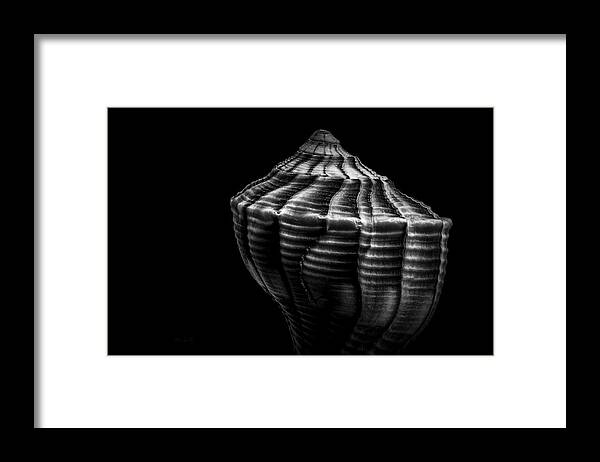 Shell Framed Print featuring the photograph Seashell on Black by Bob Orsillo