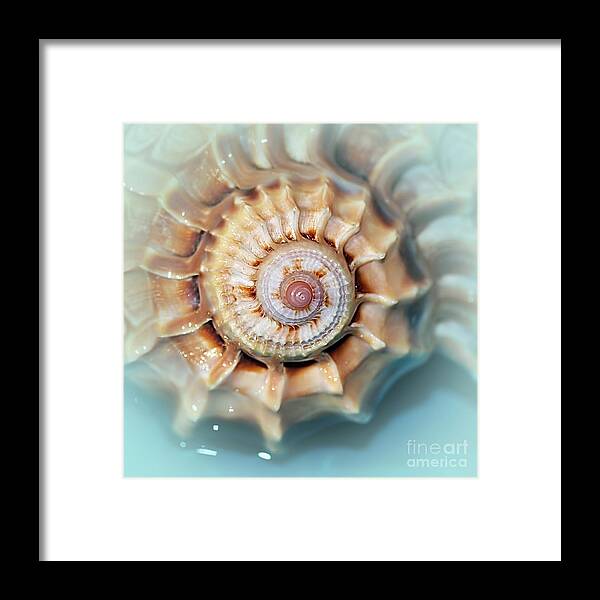 Seashell Wall Art 13 Framed Print featuring the photograph Seashell Wall Art 13 - Spiral of Harpa Ventricosa by Kaye Menner
