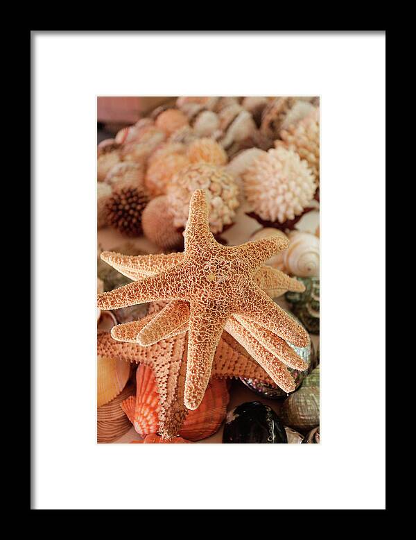 Dried Framed Print featuring the photograph Seashells For Sale Zihuatanejo, Mexico by Julien Mcroberts