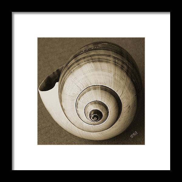 Seashell Framed Print featuring the photograph Seashells Spectacular No 25 by Ben and Raisa Gertsberg