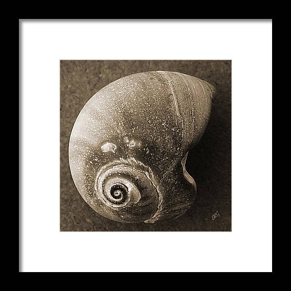 Seashell Framed Print featuring the photograph Seashells Spectacular No 31 by Ben and Raisa Gertsberg