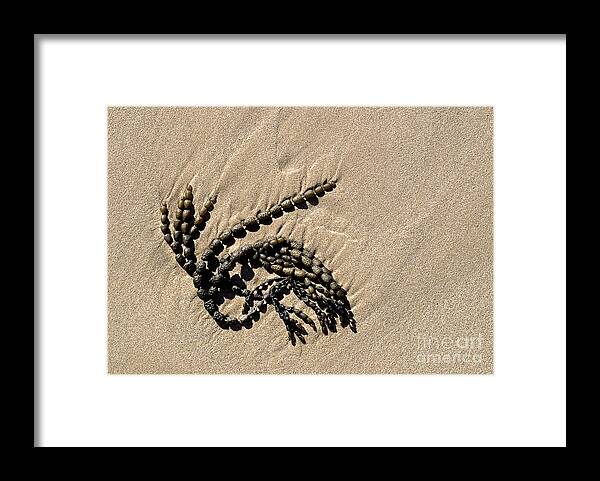 Seaweed Framed Print featuring the photograph Seaweed on beach by Steven Ralser
