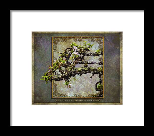 Blossoms Framed Print featuring the photograph Sebastopol Spring by Phil Clark