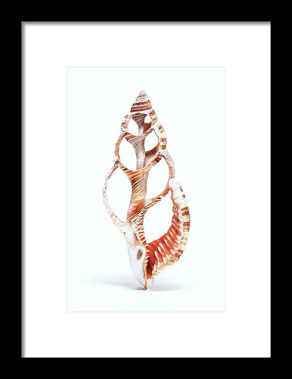 Animal Framed Print featuring the photograph Section Of A Marine Snail Shell by Kaj R. Svensson/science Photo Library