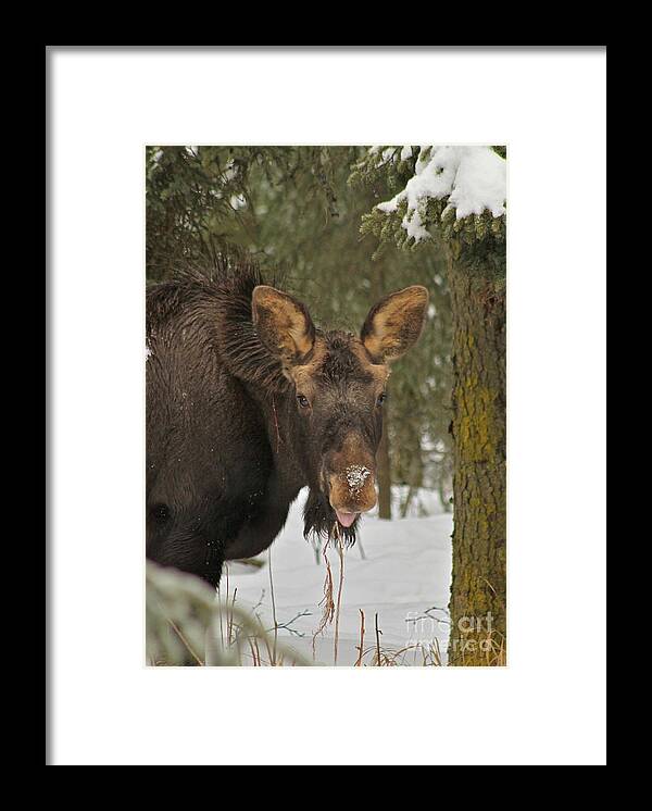 Moose Framed Print featuring the photograph See You by Rick Monyahan