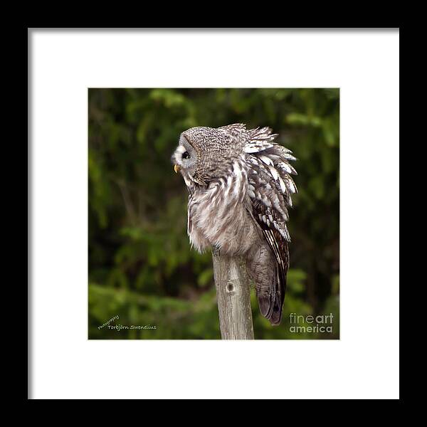 See You Framed Print featuring the photograph See you by Torbjorn Swenelius