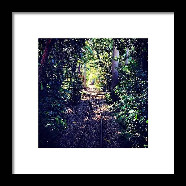 Jungle Framed Print featuring the photograph #seeaustralia #trainline #rainforest by Tony Keim