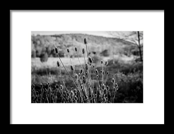 Seed Heads Framed Print featuring the photograph Seed Heads Sussex County New Jersey Painted BW  by Rich Franco