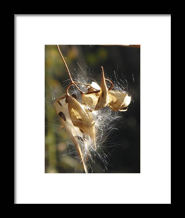 Autumn Framed Print featuring the photograph Seeds Of Autumn by Alfred Ng