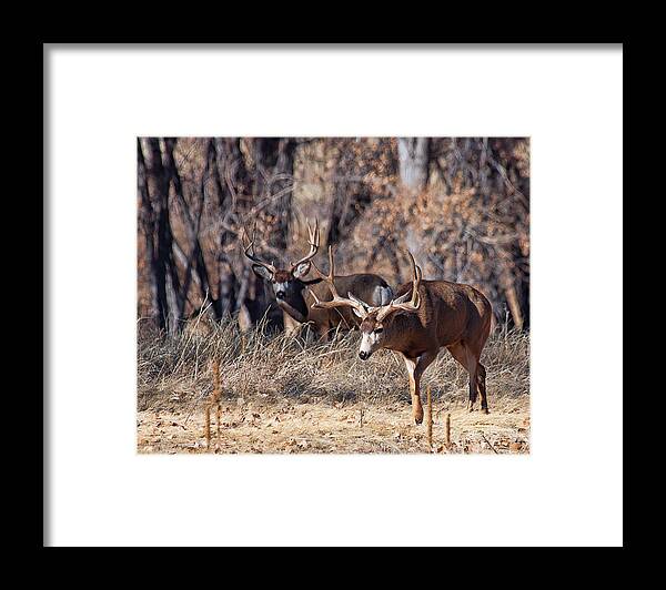 Deer Framed Print featuring the photograph Seeing Double by Jim Garrison
