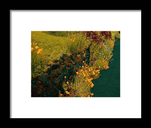 California Poppies Framed Print featuring the photograph Sell it Blue by Laureen Murtha Menzl
