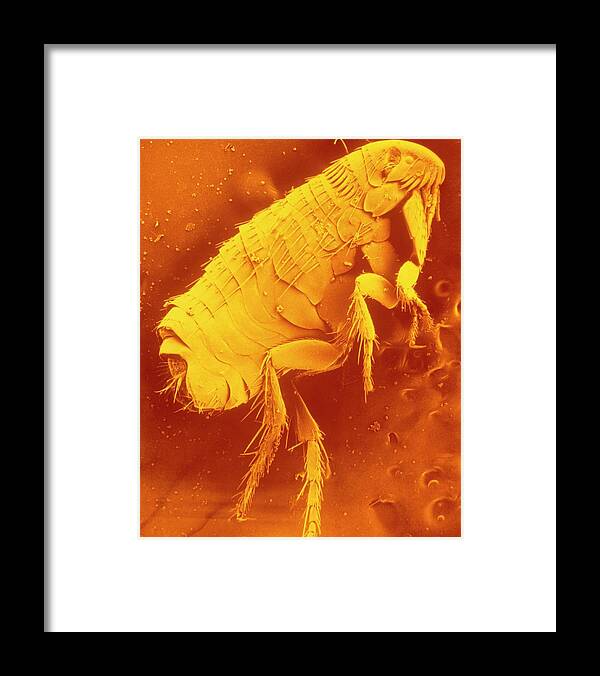Dog Flea Framed Print featuring the photograph Sem Of The Dog Flea by Marilyn Schaller/science Photo Library