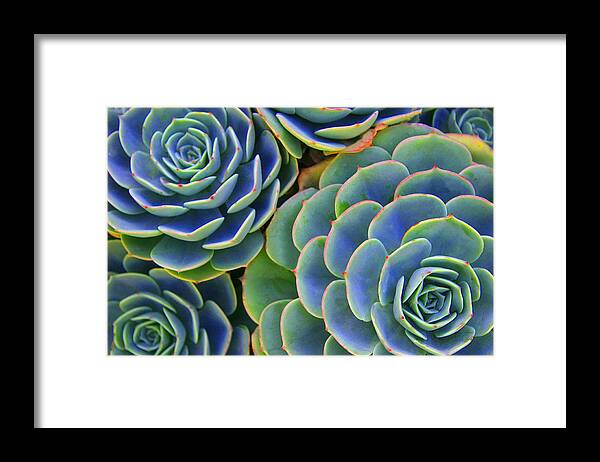 Succulent Framed Print featuring the photograph Sempervivum by Andre Aleksis