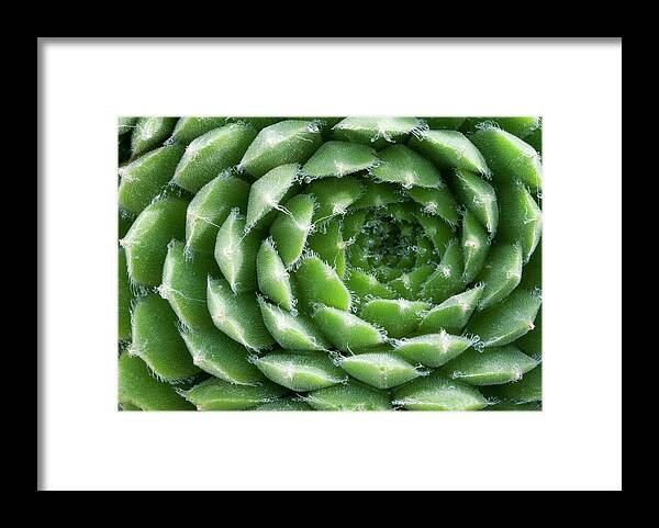 Plant Framed Print featuring the photograph Sempervivum Heuffelii 'brocade' Abstract by Nigel Downer